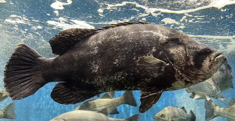 Tripletail — Totti / Wikimedia Commons / CC BY-SA 4.0