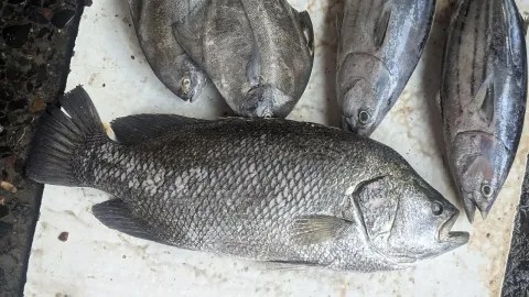 Tripletail — ashwitshetty / Wikimedia Commons / CC BY 4.0