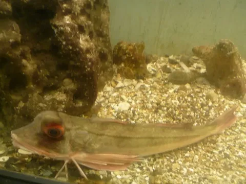 Tub gurnard — JoJan / Wikimedia Commons / CC BY 3.0