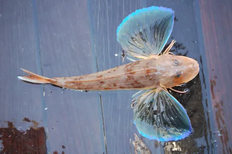 Tub gurnard — Isabelle Cheret, Luisa Metral / Wikimedia Commons / CC BY 4.0