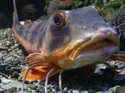 Tub gurnard — Frank-Christian Baum / Wikimedia Commons / CC BY-SA 3.0
