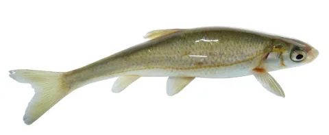 Vairone — ChristopheBernier30 / Wikimedia Commons / CC BY-SA 3.0