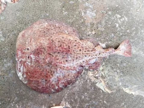 Variable torpedo ray — Dr. Raju Kasambe / Wikimedia Commons / CC BY-SA 4.0