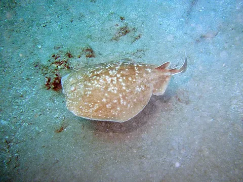Variable torpedo ray — Roland Unger / Wikimedia Commons / CC BY-SA 3.0