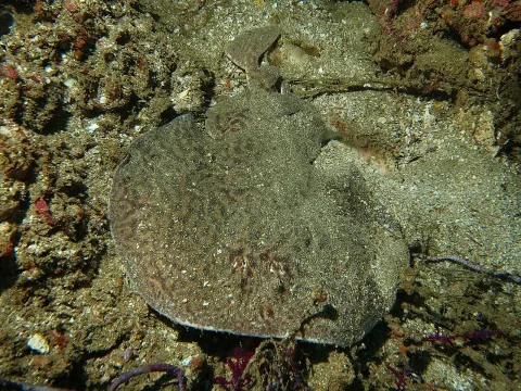 Variable torpedo ray — Joi Ito from Inbamura, Japan / Wikimedia Commons / CC BY 2.0