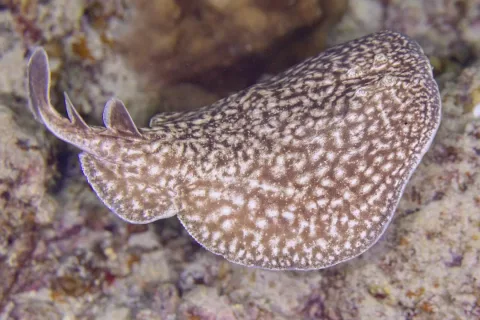 Variable torpedo ray — Diego Delso / Wikimedia Commons / CC BY-SA 4.0
