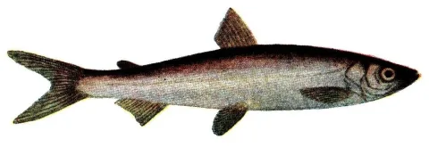 Vendace — encyclopedia, "Pieni Tietosanakirja" / Wikimedia Commons / Public domain