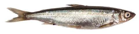 Vendace — Markus Kauppinen / Wikimedia Commons / CC BY-SA 4.0