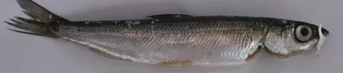 Vendace — Motopark / Wikimedia Commons / Public domain
