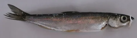 Vendace — Motopark / Wikimedia Commons / Public domain
