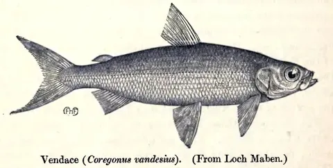Vendace — W H Flower / Wikimedia Commons / Public domain