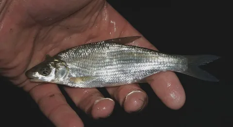 Vimba bream — Lorenz Seebauer / Wikimedia Commons / CC BY-SA 4.0