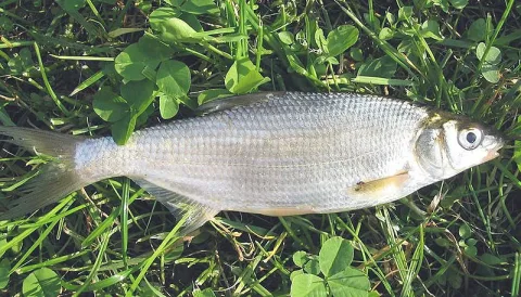 Vimba bream — No machine-readable author provided. Tokic assumed (based on copyright claims). / Wikimedia Commons / CC BY-SA 2.5