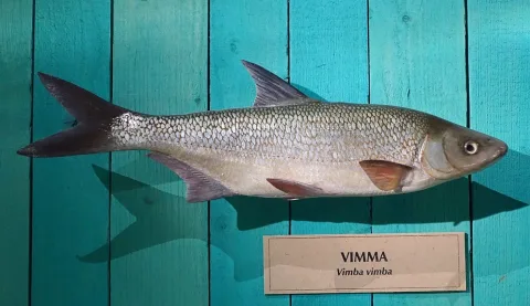 Vimba bream — Daderot / Wikimedia Commons / CC0