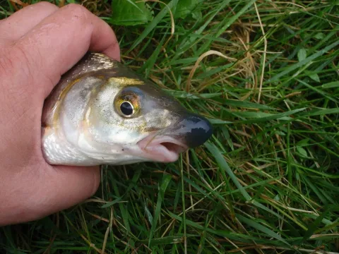Vimba bream — Piker / Wikimedia Commons / CC BY-SA 3.0