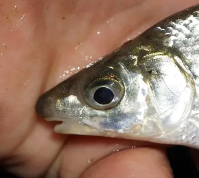 Vimba bream — Lorenz Seebauer / Wikimedia Commons / CC BY-SA 4.0