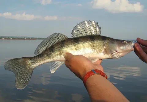 Volga pikeperch — Администрация Волгоградской области / Wikimedia Commons / CC BY-SA 3.0