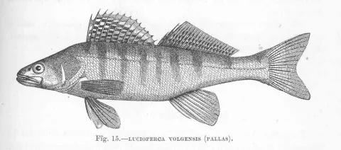 Volga pikeperch — Harry Govier Seeley / Wikimedia Commons / Public domain