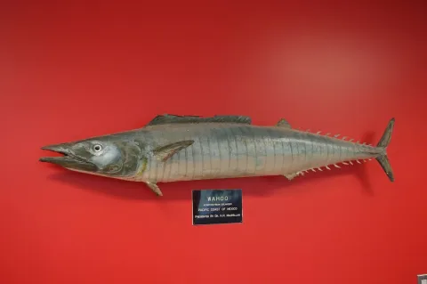 Wahoo — Eviatar Bach / Wikimedia Commons / CC BY-SA 3.0