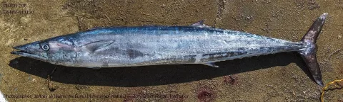 Wahoo — The U.S. Food and Drug Administration / Wikimedia Commons / Public domain