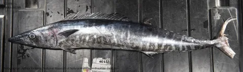 Wahoo — The U.S. Food and Drug Administration / Wikimedia Commons / Public domain