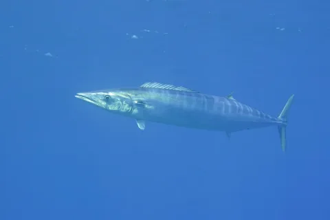 Wahoo — michael_bommerer / Wikimedia Commons / CC BY 4.0