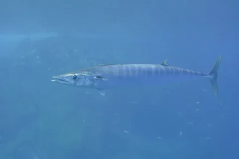 Wahoo — Bommerer / Wikimedia Commons / CC BY 4.0