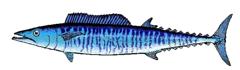 Wahoo — Wikimedia Commons / Public domain