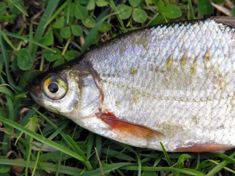 White bream — Wikimedia Commons / CC BY-SA 3.0