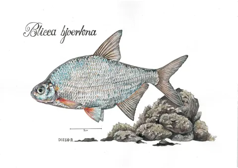 White bream — Diego Rodríguez-Robredo / Wikimedia Commons / CC BY-SA 4.0