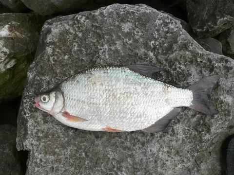 White bream — Viridiflavus / Wikimedia Commons / CC BY-SA 3.0