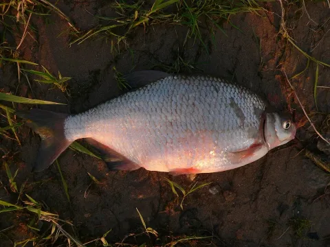 White bream — viridiflavus / Wikimedia Commons / CC BY-SA 3.0