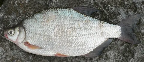 White bream — Viridiflavus / Wikimedia Commons / CC BY-SA 3.0