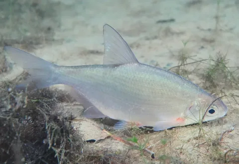 White bream — Lorenz Seebauer / Wikimedia Commons / CC BY-SA 4.0