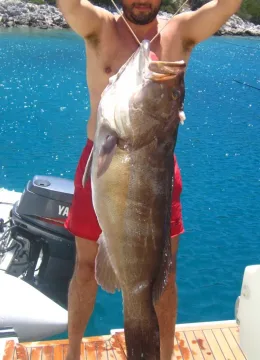 White grouper — NikoSilver at English Wikipedia / Wikimedia Commons / Public domain