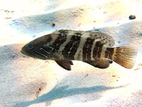 White grouper — Roberto Pillon / Wikimedia Commons / CC BY 3.0