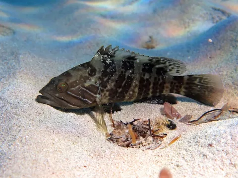 White grouper — Roberto Pillon / Wikimedia Commons / CC BY 3.0