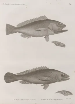 White grouper — Impr. impériale / Wikimedia Commons / Public domain