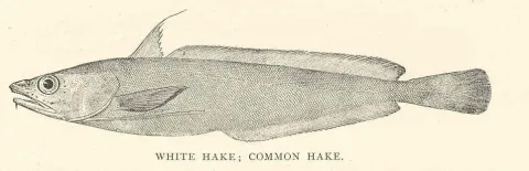 White hake — New York Fish and Game Commission / Wikimedia Commons / Public domain