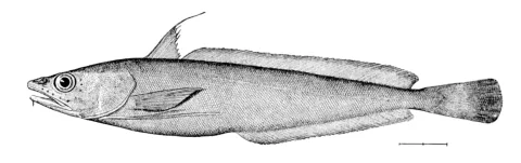 White hake — Wikimedia Commons / Public domain