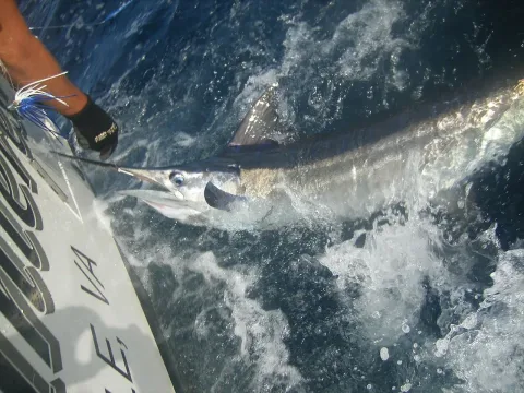 White marlin — Nugget04 / Wikimedia Commons / CC BY 2.0
