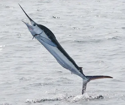 White marlin — dominic sherony / Wikimedia Commons / CC BY-SA 2.0