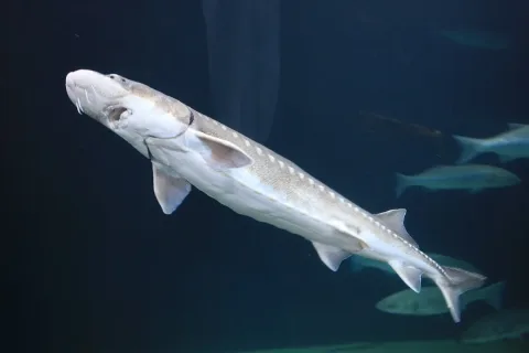 White sturgeon — Cliff from Arlington, Virginia, USA / Wikimedia Commons / CC BY 2.0
