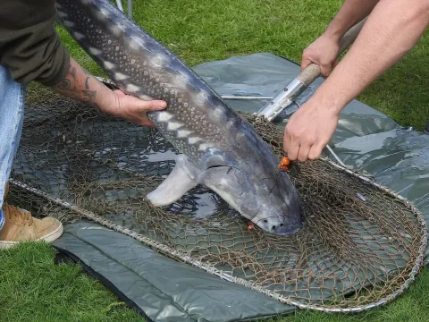 White sturgeon — Wald1siedel / Wikimedia Commons / CC BY-SA 4.0