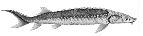 White sturgeon — Josephe Huët / Wikimedia Commons / Public domain