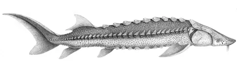 White sturgeon — Josephe Huët / Wikimedia Commons / Public domain