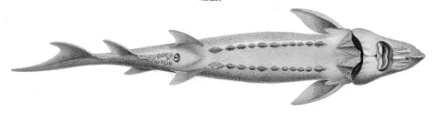 White sturgeon — Josephe Huët / Wikimedia Commons / Public domain