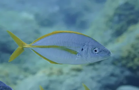 White trevally — Michael Bommerer / Wikimedia Commons / CC BY 4.0