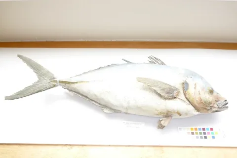 White trevally — Tom Trnski / Wikimedia Commons / CC BY 4.0