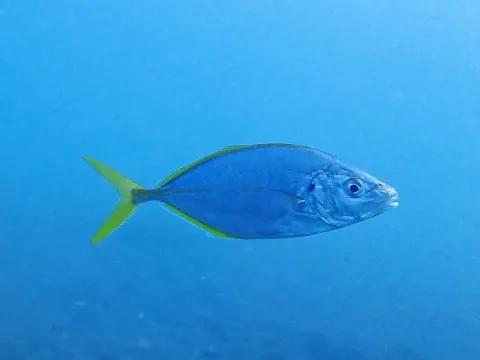 White trevally — Donald Davesne / Wikimedia Commons / CC BY 4.0